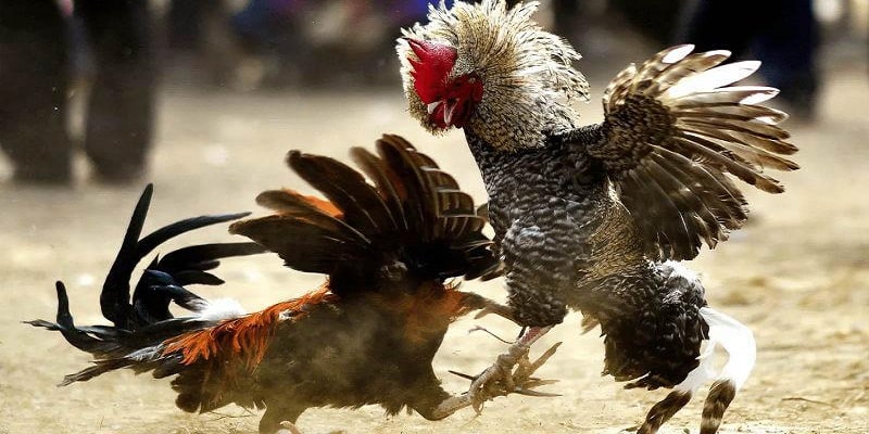 Phân biệt các loại gà để tăng khả năng chiến thắng trong đá gà