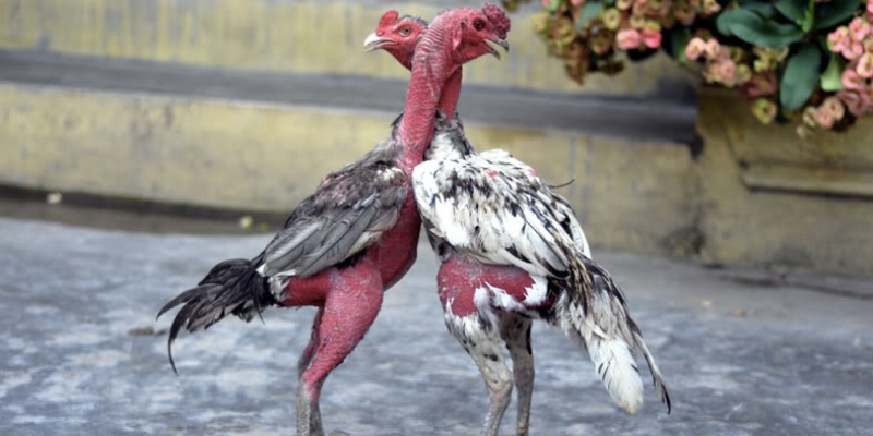 Loài gà đòn với dáng đứng to lớn và da màu đỏ đậm